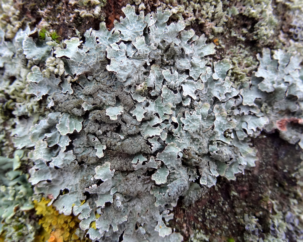 Image of Parmelia saxatilis specimen.