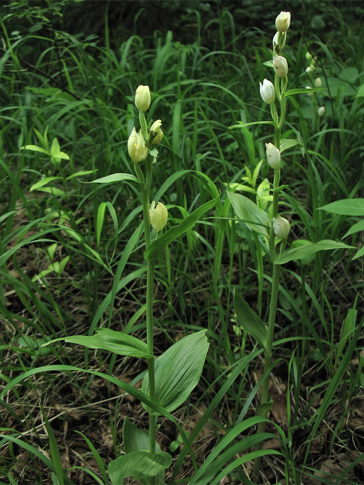 Изображение особи Cephalanthera damasonium.