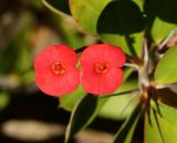 Euphorbia splendens