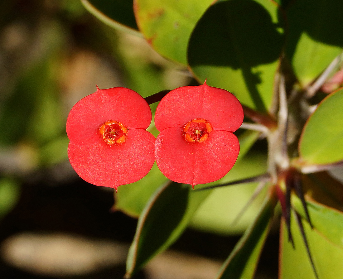 Изображение особи Euphorbia splendens.