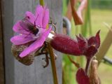 Melandrium dioicum. Цветок. Норвегия, Боргюнд, у забора, на краю луга. 01.07.2008.