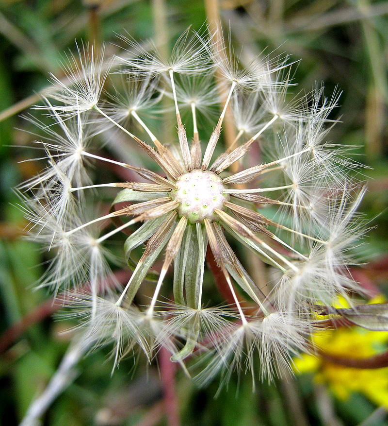 Image of Taraxacum bessarabicum specimen.