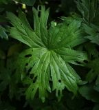 Geranium palustre. Лист, поврежденный насекомыми. Ярославская обл, Переяславский р-н, с. Веськово, национальный парк «Плещеево озеро», сырой прибрежный луг. 17.08.2016.