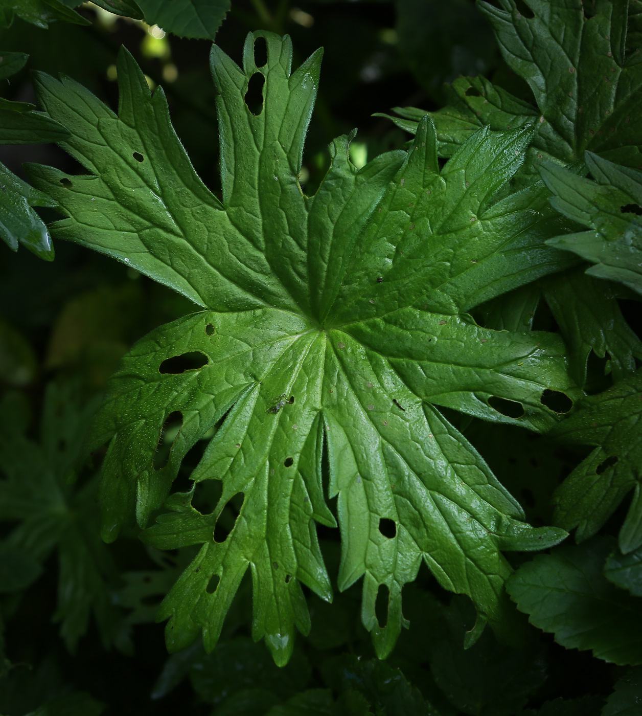 Image of Geranium palustre specimen.