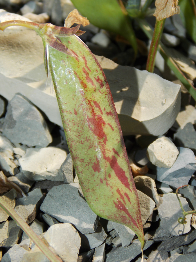 Image of Lathyrus cicera specimen.