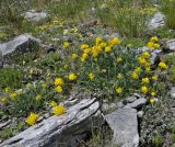 Anthyllis aurea