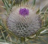 Cirsium eriophorum