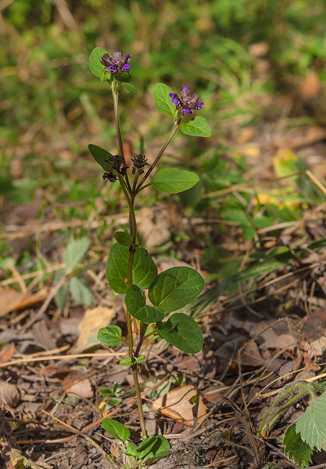 Изображение особи Prunella vulgaris.