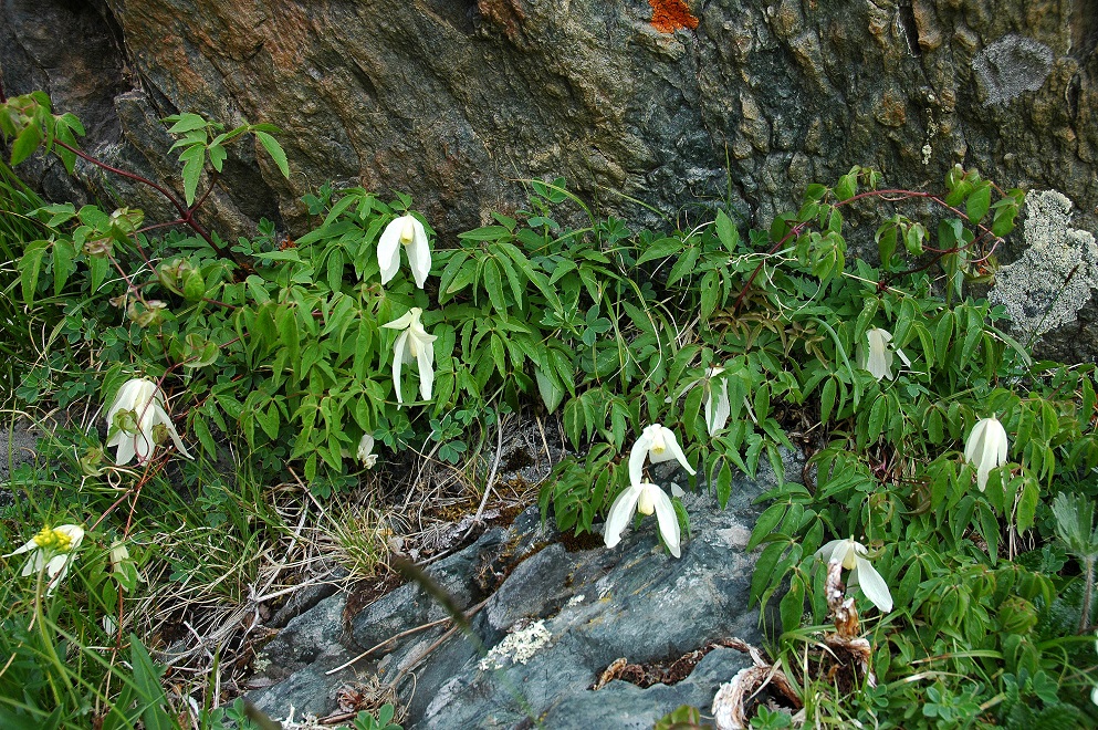 Image of Atragene sibirica specimen.