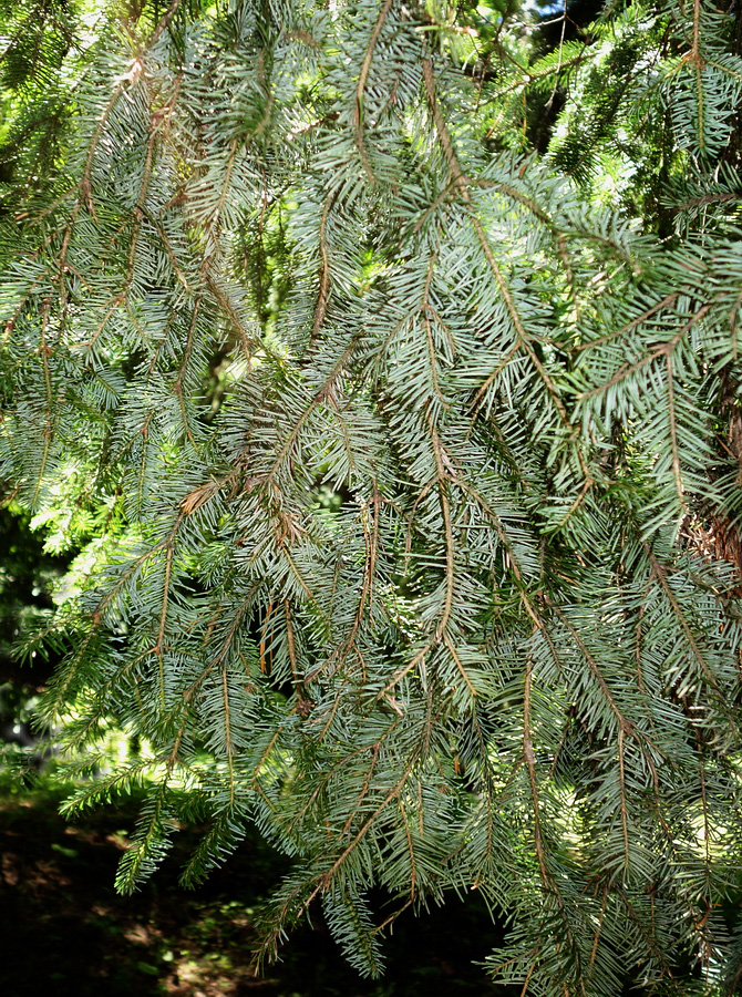 Изображение особи Abies nephrolepis.