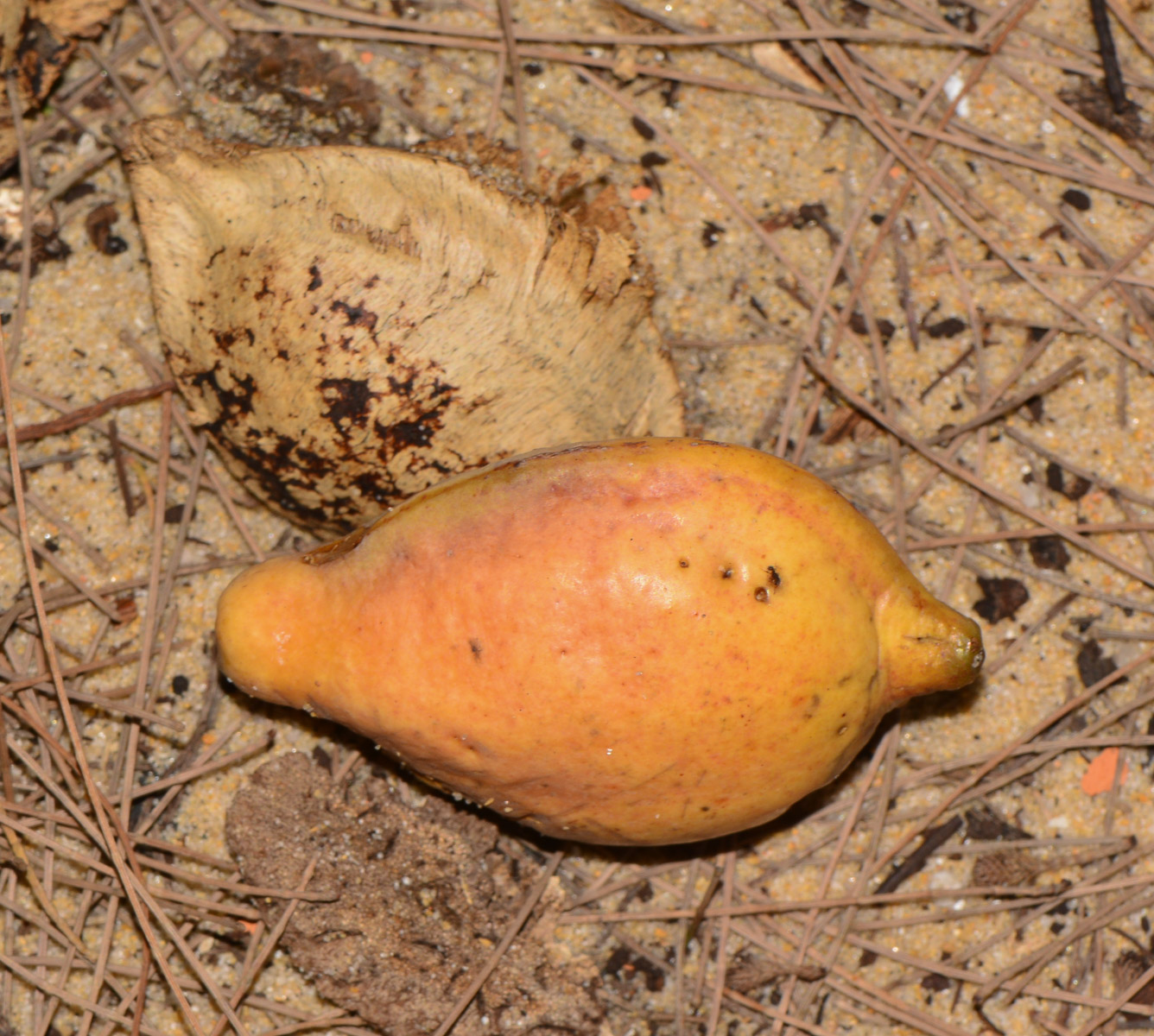 Image of Terminalia catappa specimen.