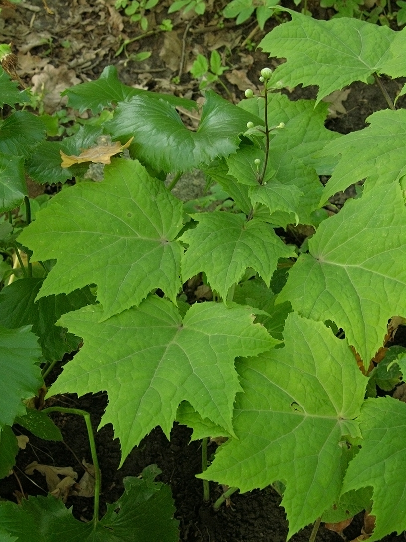 Image of Kirengeshoma palmata specimen.