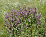 Phlomis pungens. Цветущее растение. Украина, г. Запорожье, балка возле трассы на Васильевку, южнее Опытной станции, степь. 14.06.2016.