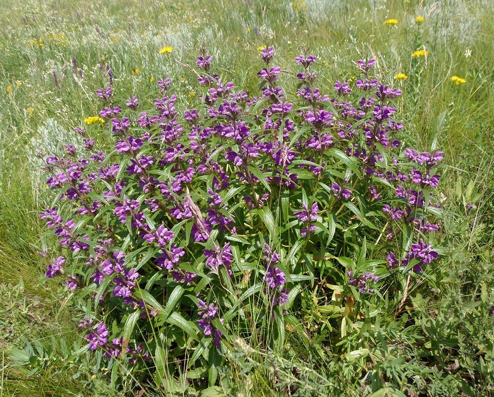 Image of Phlomis pungens specimen.