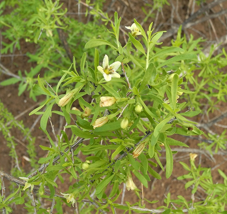 Image of Lycium chilense specimen.