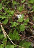 Stellaria zolotuchinii