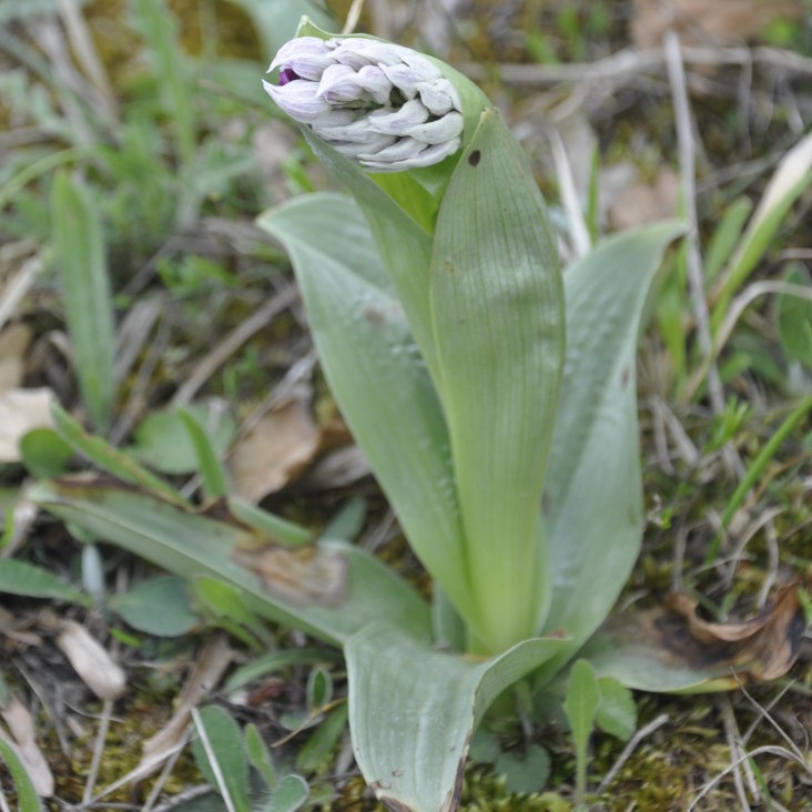 Image of Orchis simia specimen.