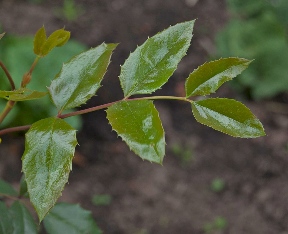 Image of Mahonia aquifolium specimen.