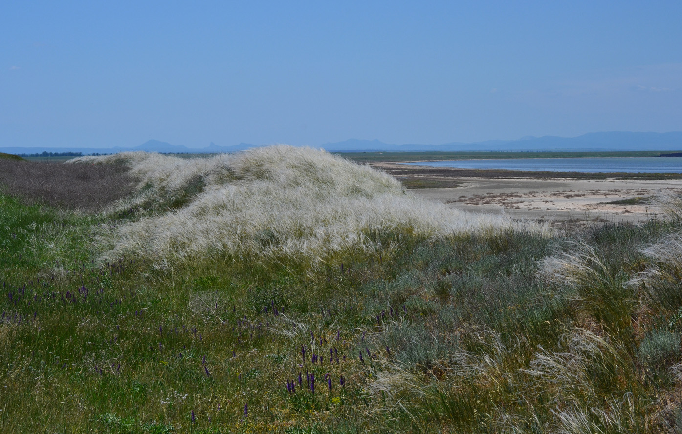 Image of genus Stipa specimen.