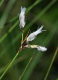 Eriophorum gracile