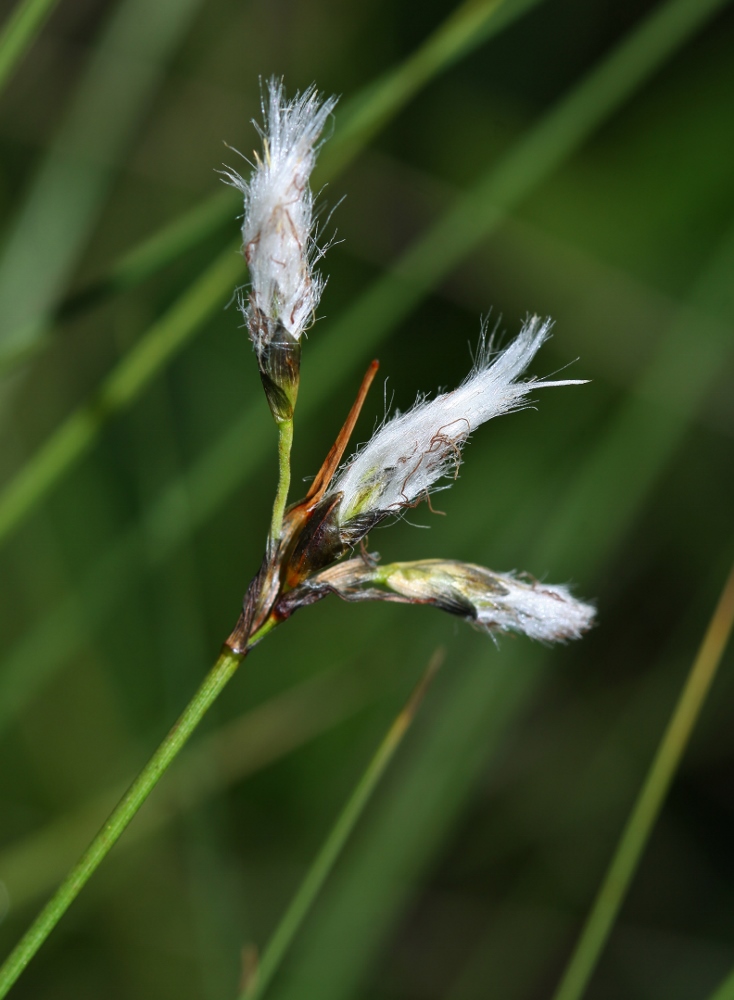 Изображение особи Eriophorum gracile.