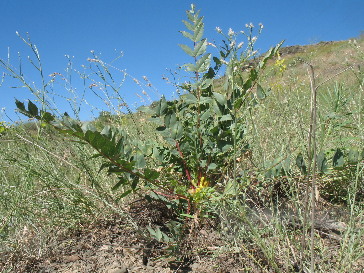 Изображение особи Astragalus subbarbellatus.