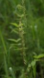 Calamagrostis neglecta