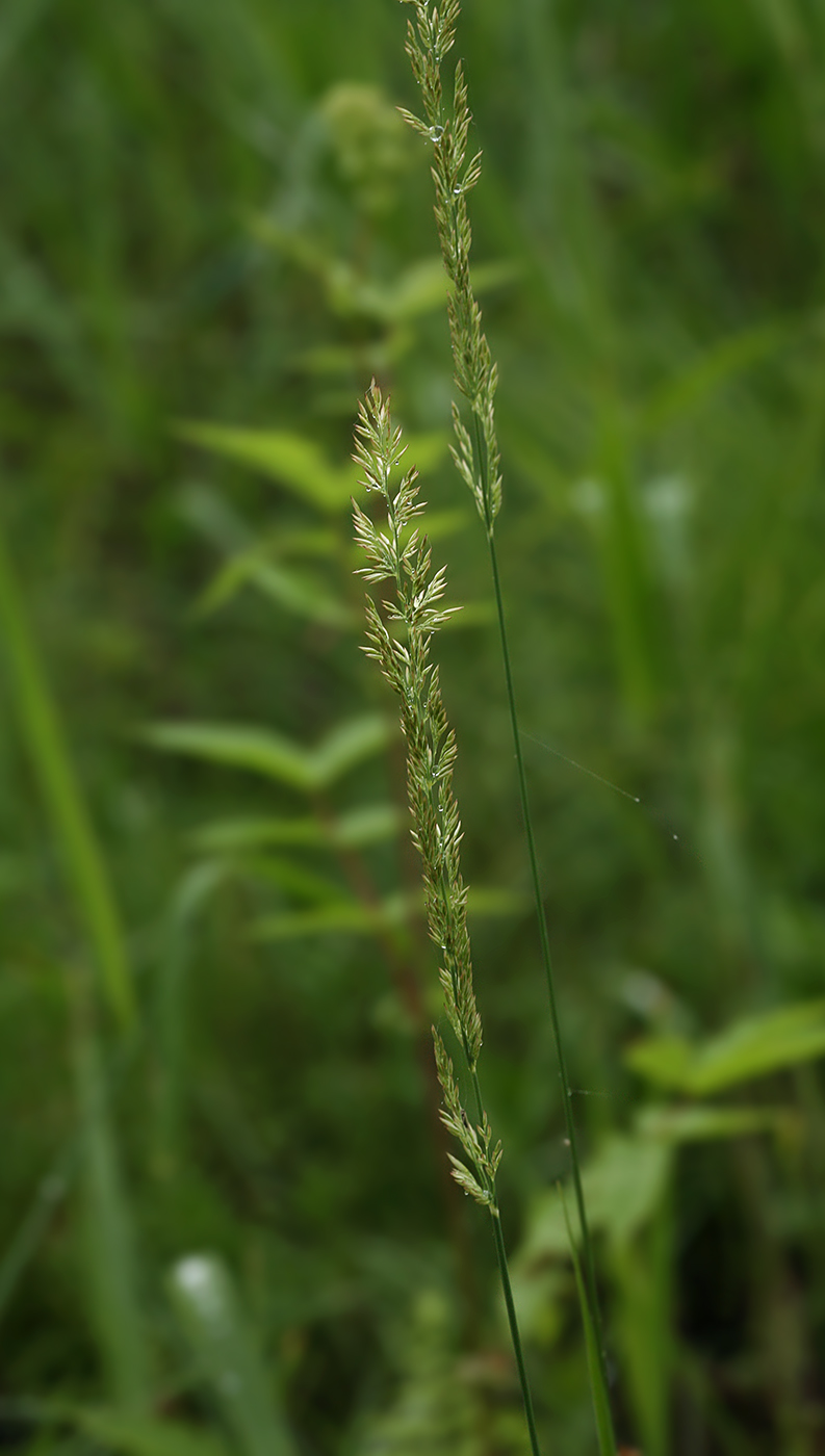 Image of Calamagrostis neglecta specimen.