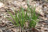 Carex pallescens. Растение в начале вегетации. Ленинградская обл., Всеволожский р-н, окр. пос. Куйвози, зарастающее осушенное болото. 09.05.2016.