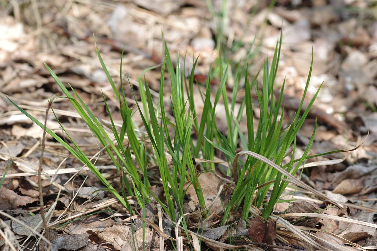 Image of Carex pallescens specimen.
