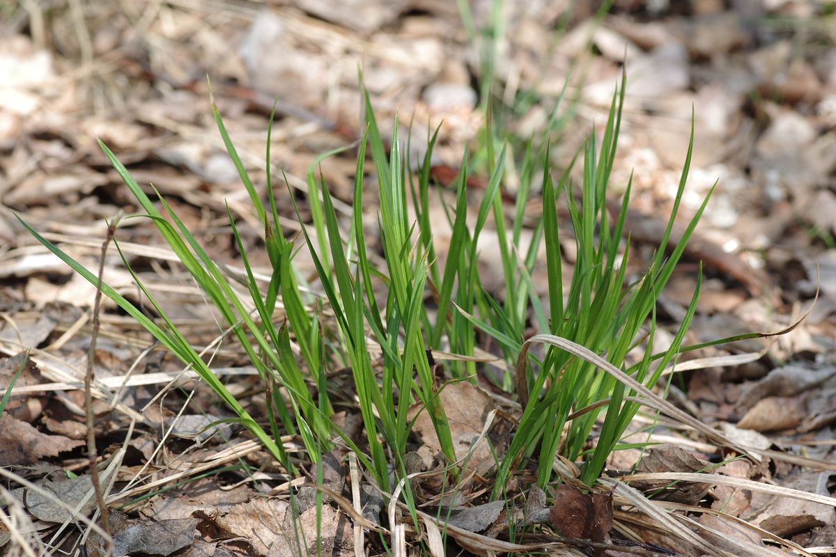 Изображение особи Carex pallescens.