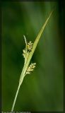 Carex pallescens