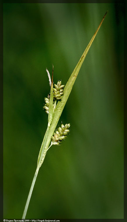 Изображение особи Carex pallescens.