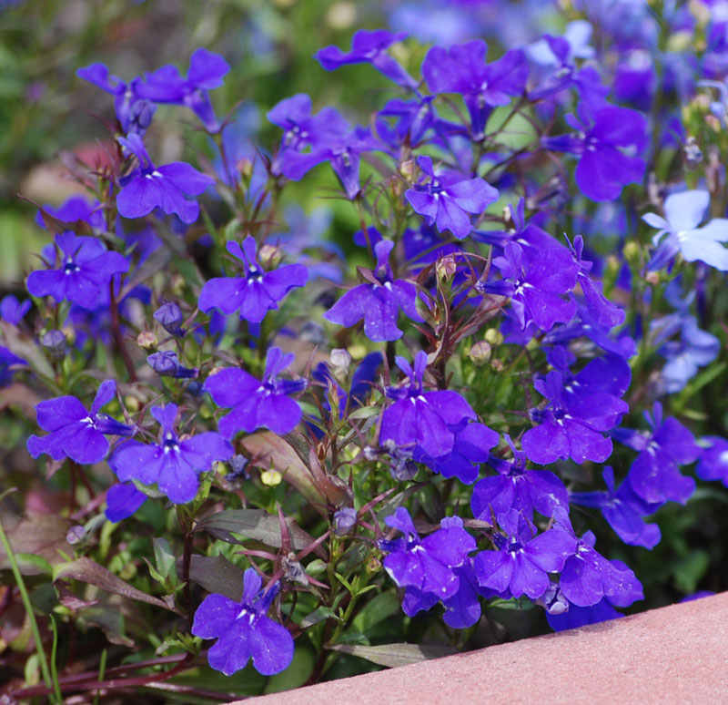 Изображение особи Lobelia erinus.