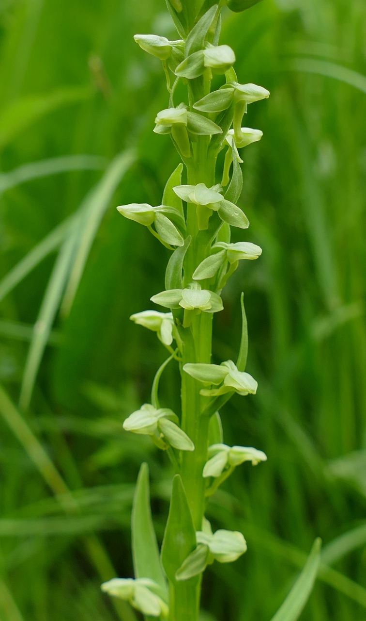 Image of Limnorchis convallariifolia specimen.