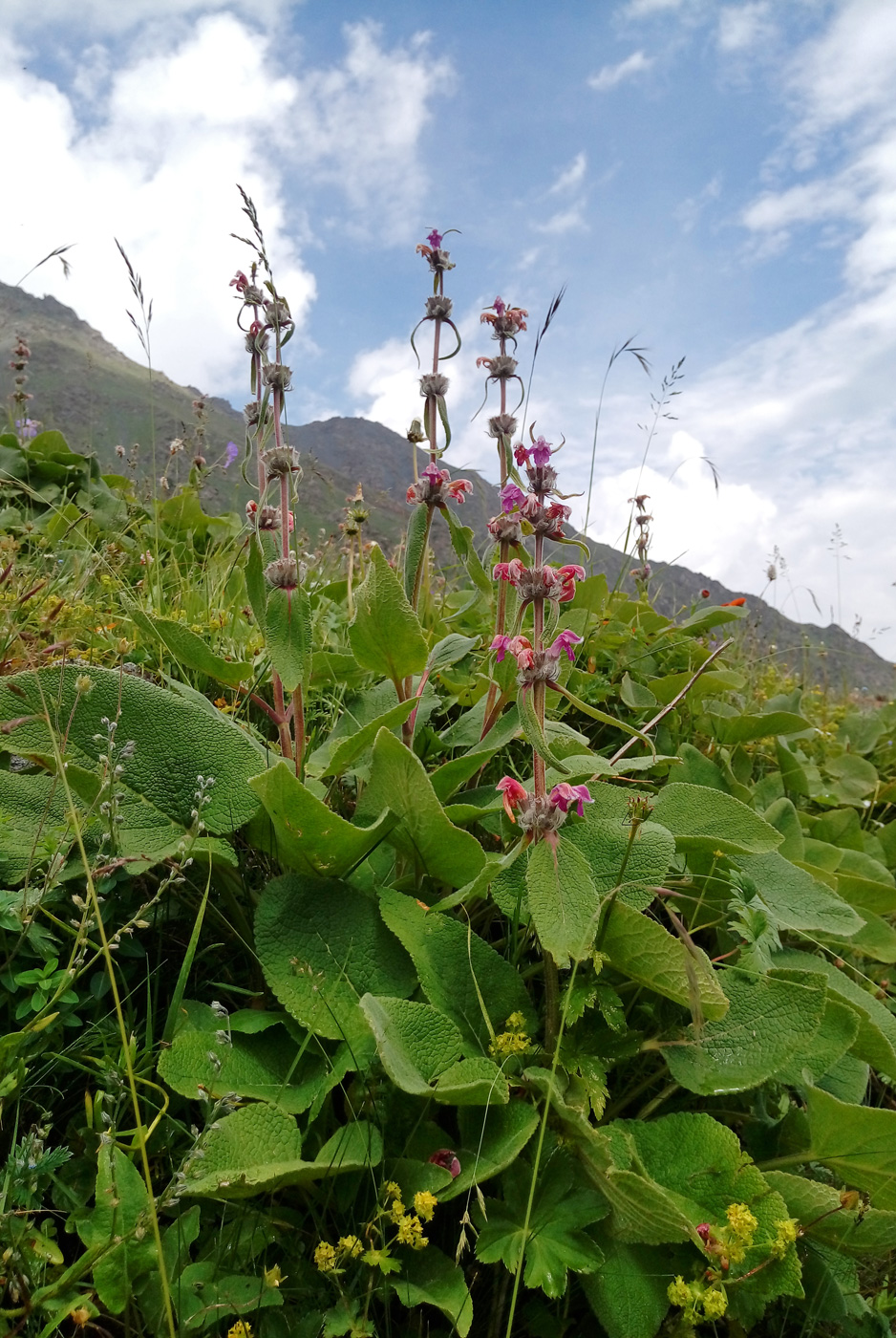 Изображение особи Phlomoides oreophila.