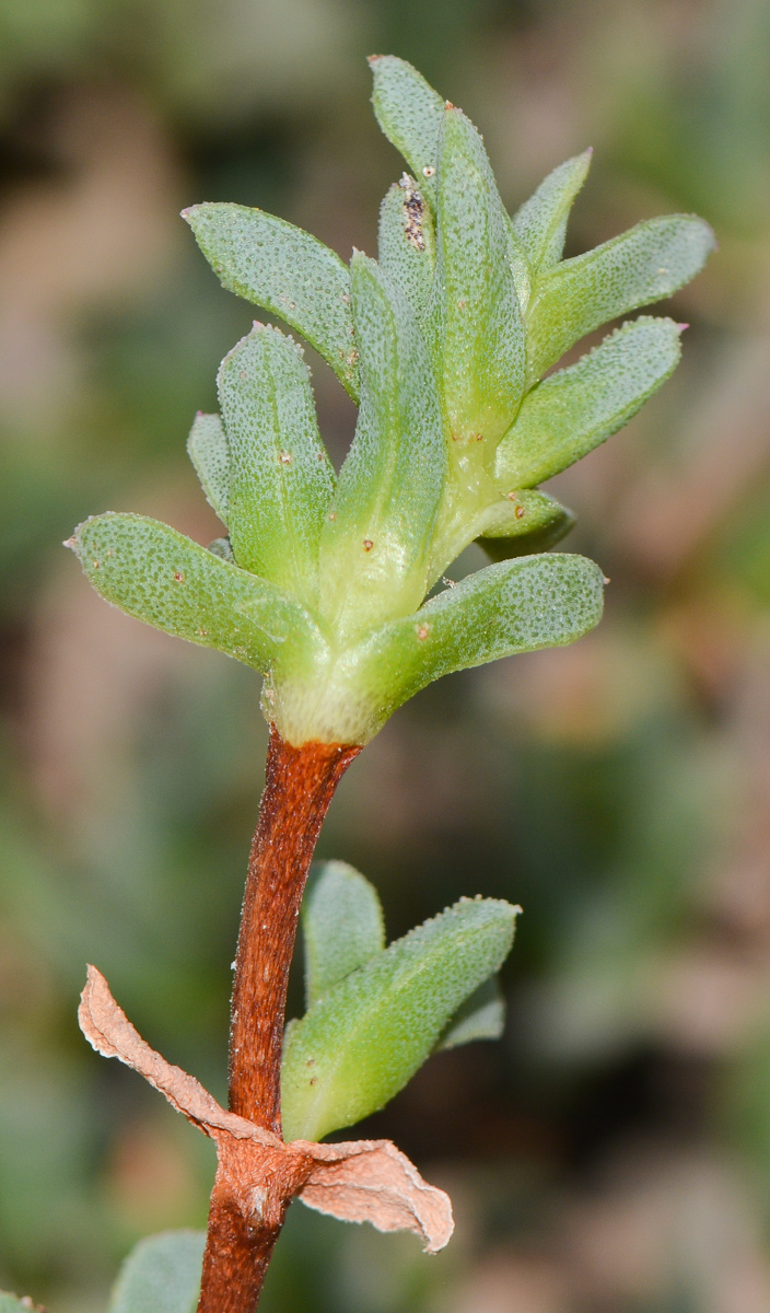 Image of Ruschia lineolata specimen.