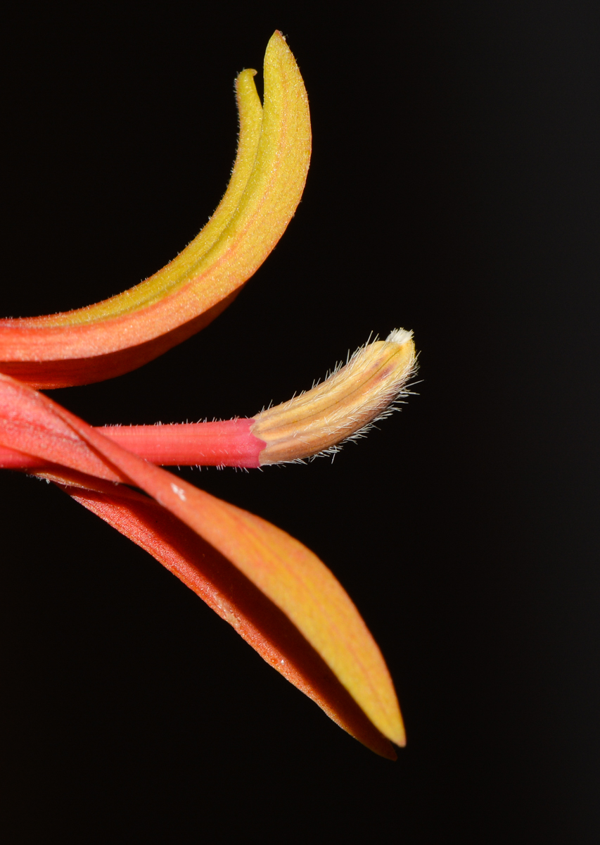 Image of Lobelia laxiflora specimen.