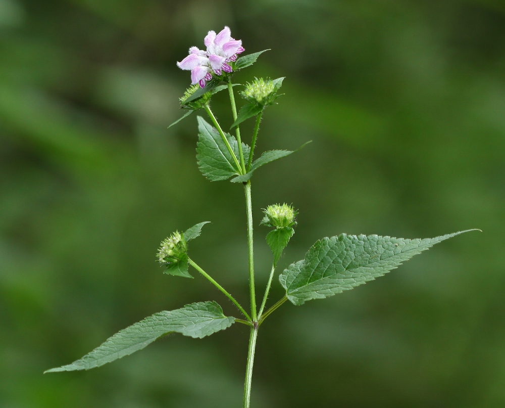 Image of Phlomoides maximowiczii specimen.