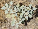 Chrozophora hierosolymitana