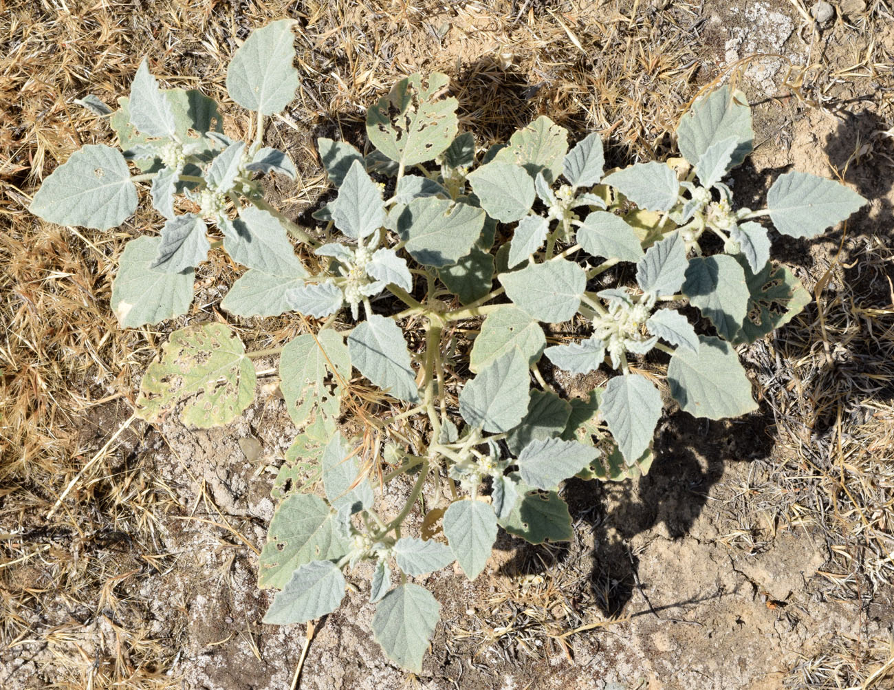 Image of Chrozophora hierosolymitana specimen.