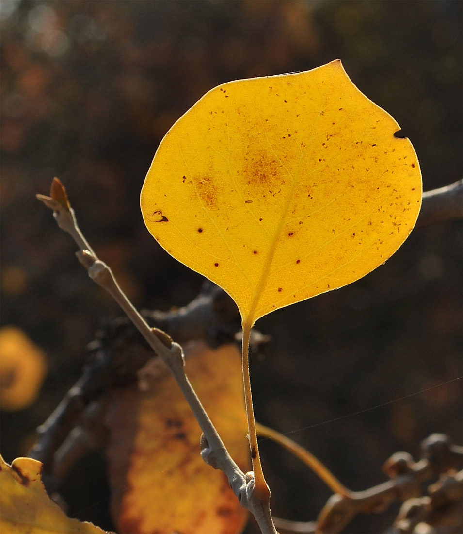 Image of Populus pruinosa specimen.