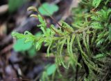 класс Bryopsida. Веточка гаметофита и основания спорогонов. Кабардино-Балкария, Эльбрусский р-н, окр. пос. Эльбрус, ок. 1850 м н.у.м., сосняк. 24.08.2017.