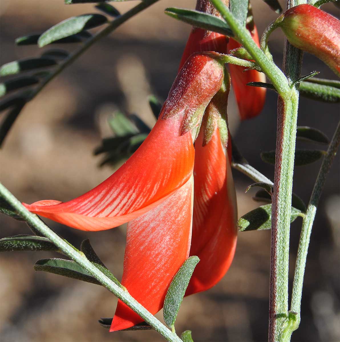Image of Sutherlandia frutescens specimen.