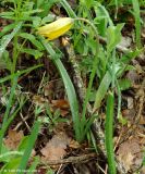 Tulipa biebersteiniana. Цветущее растение в лесу. Дагестан, Талгинское ущелье. 24.04.2010.