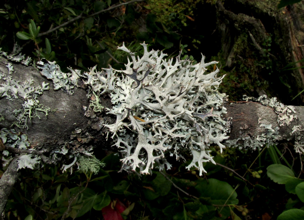 Image of Pseudevernia furfuracea specimen.