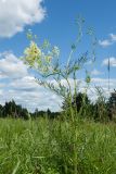 Thalictrum lucidum