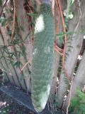Monstera deliciosa