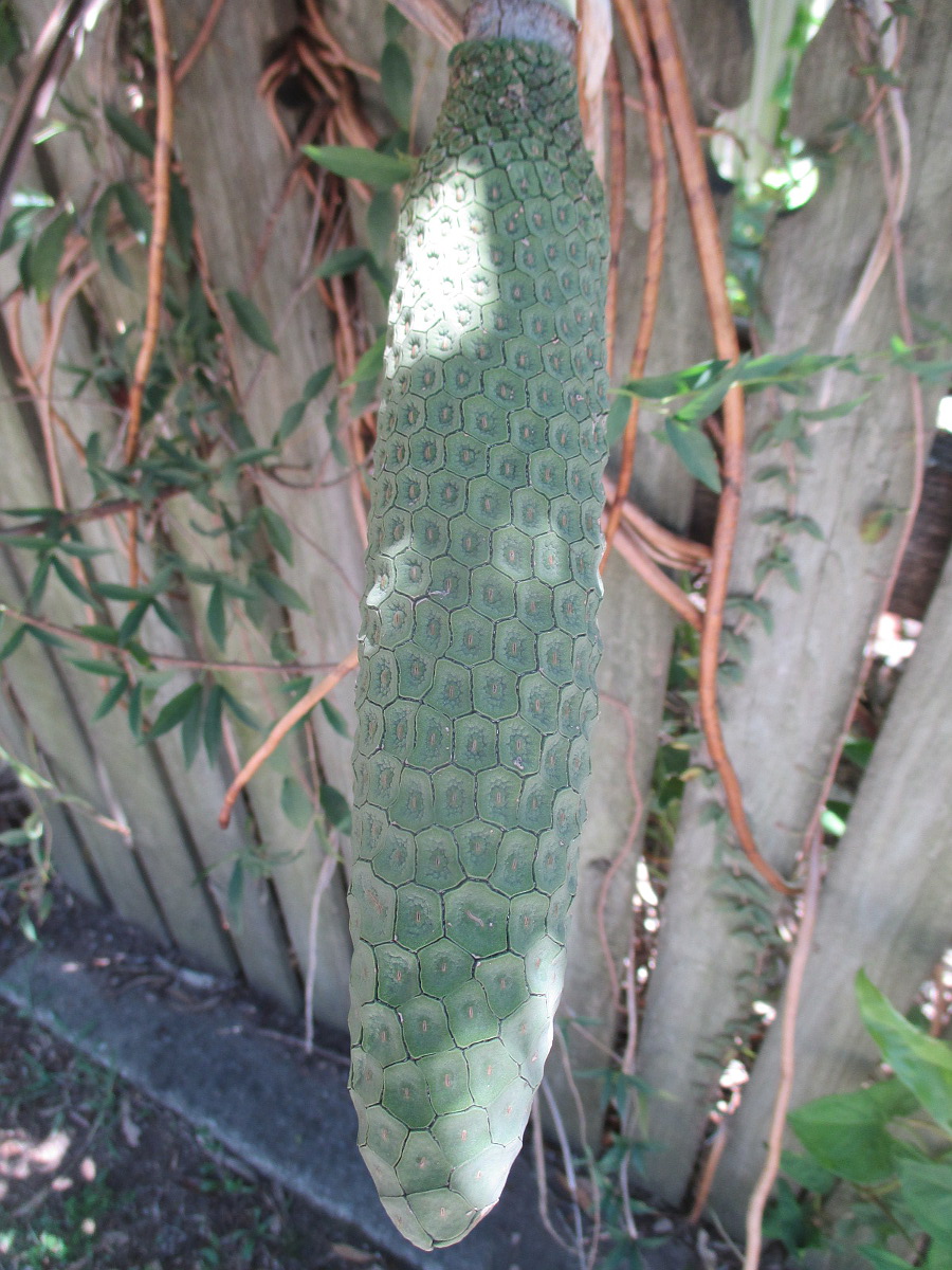 Image of Monstera deliciosa specimen.