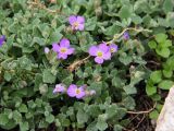 genus Aubrieta